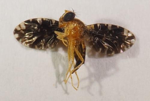 Blepharoneura sp.